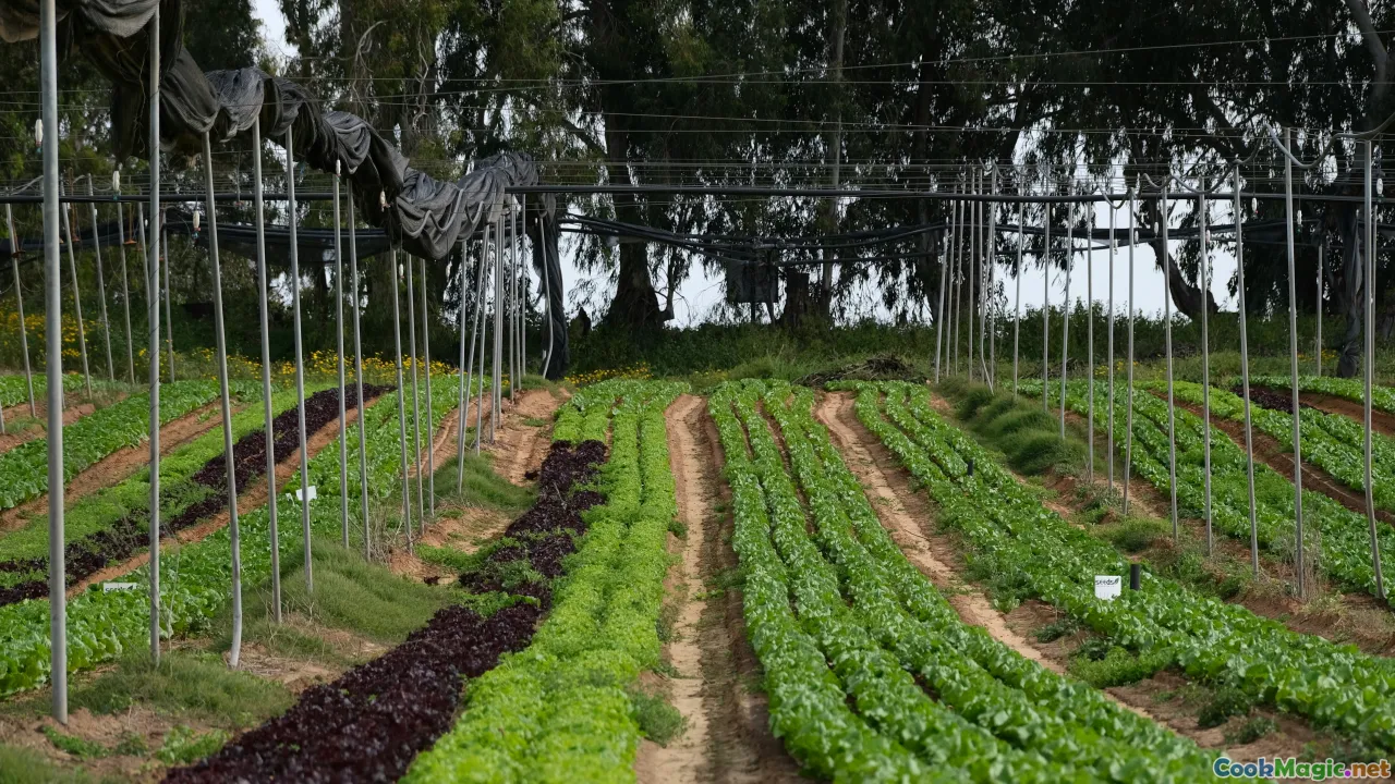Regenerative Agriculture and the Future of Everyday Meals