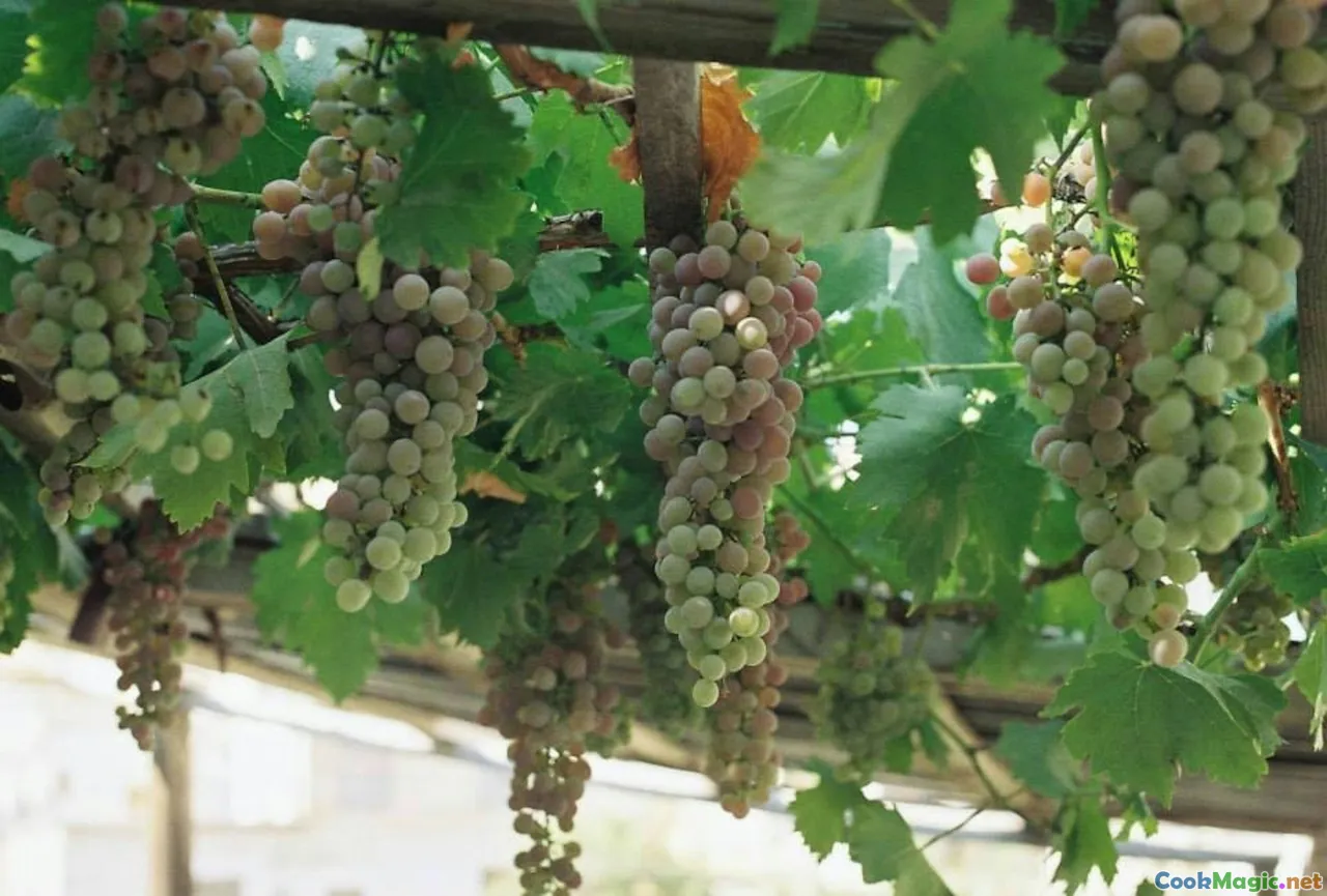 Rhône valley vineyards, Syrah grapes, spicy dishes, Provençal herbs, hearty cuisine