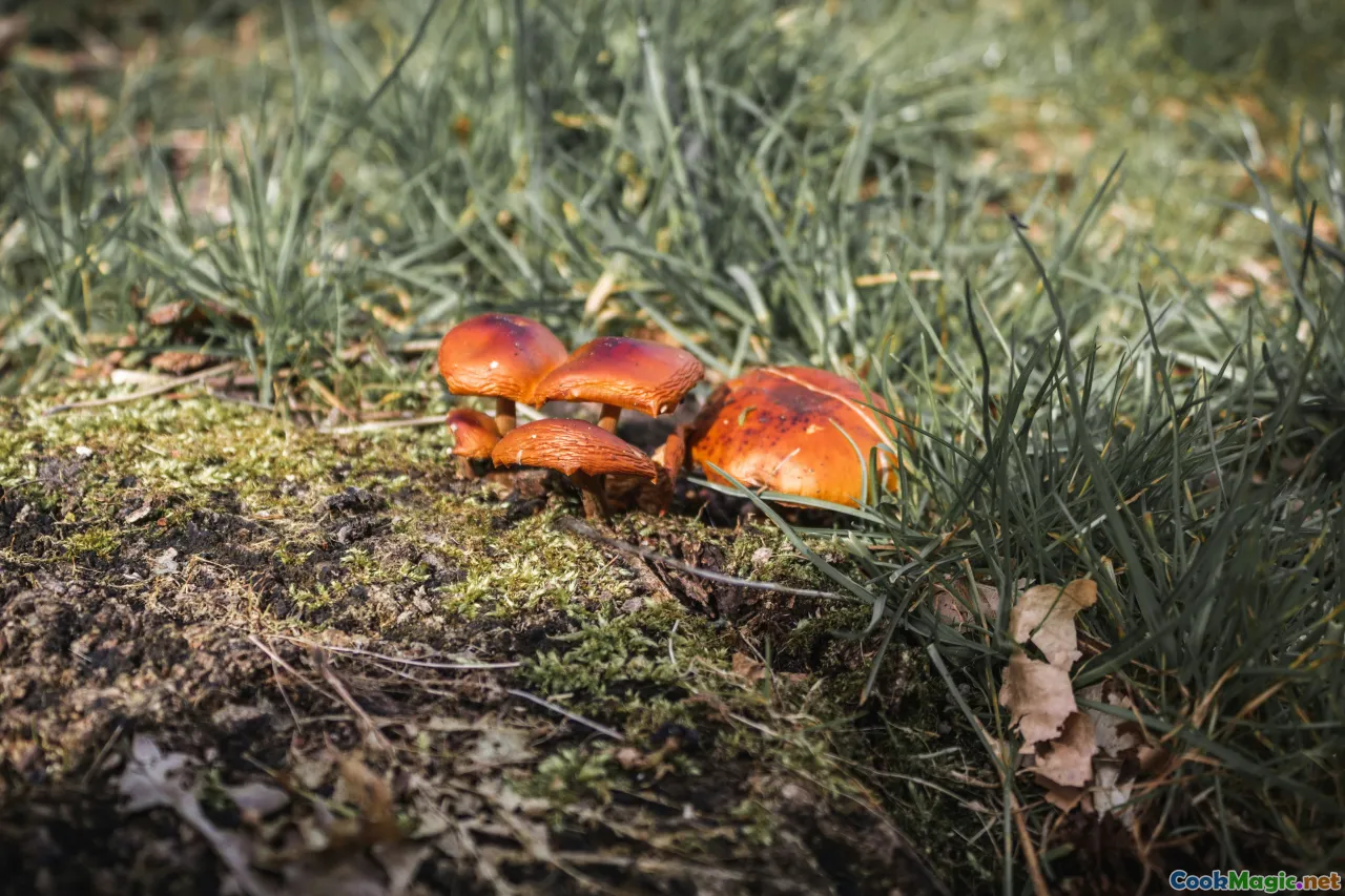 Russian regions, crab claws, mushrooms, dill fields
