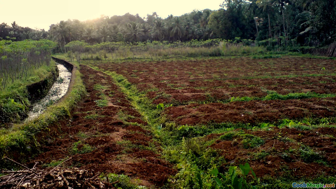 sago farming, environmental preservation, sustainable agriculture