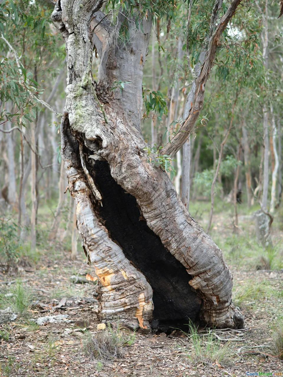 South Australia, Barossa Valley, wood-fired, traditional techniques