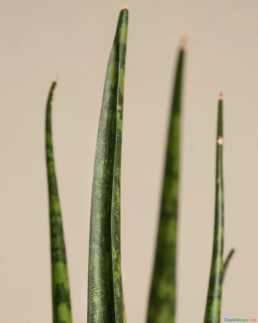 stems, fennel fronds, purslane, mallow