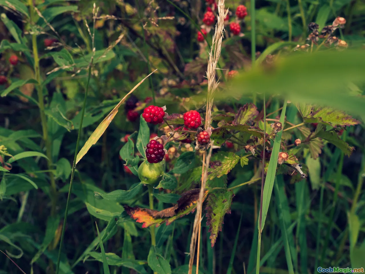 summer berries, herbs, Danish summer, freshness