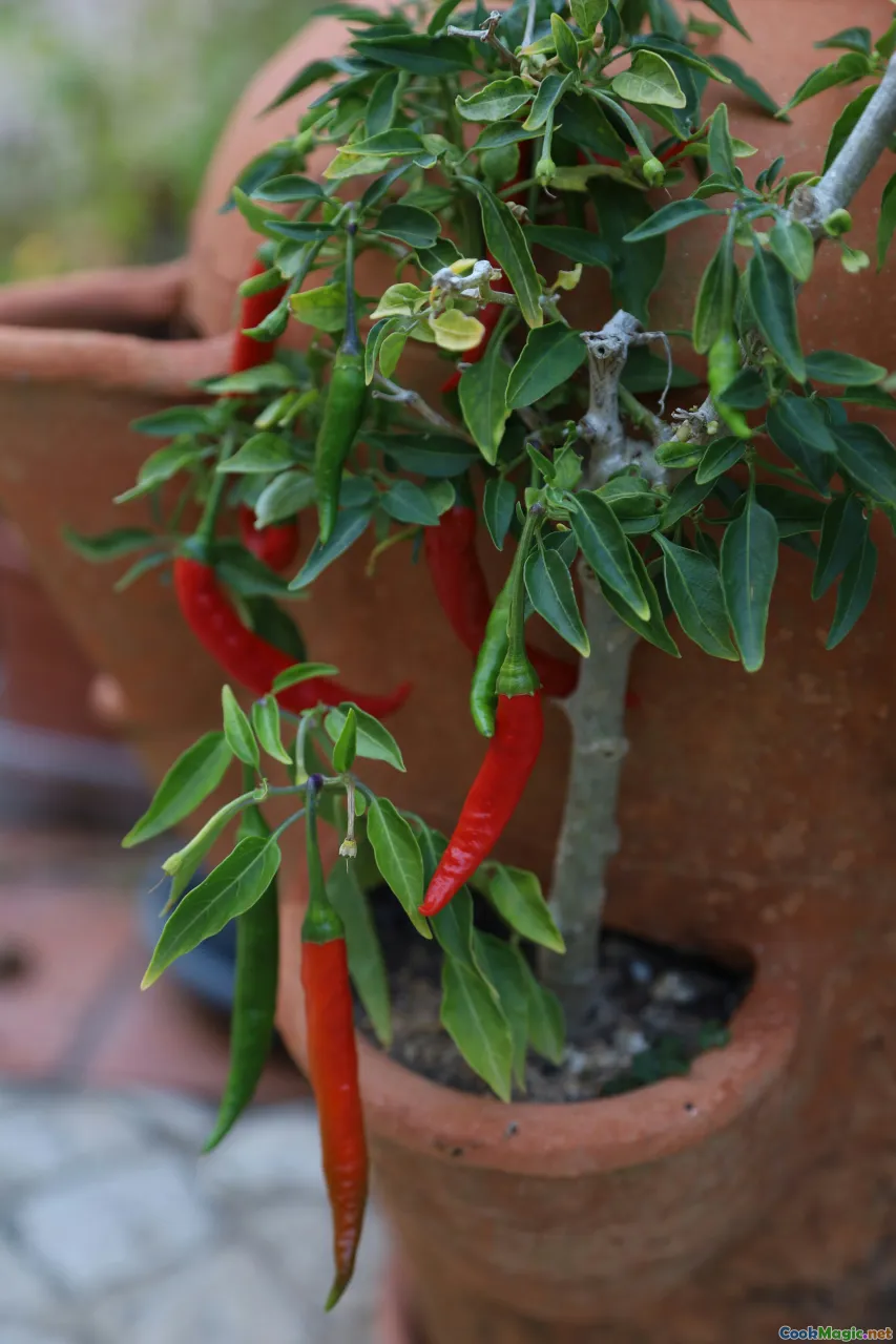sunset, family, hearth, pepper plant