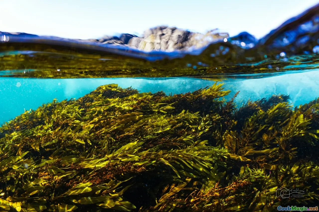 sustainability, ecology, Norway, seaweed farms