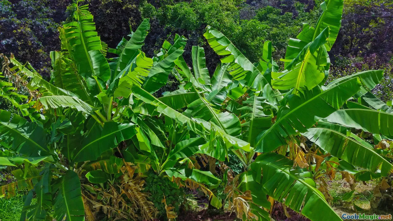 sustainable farming, kava cultivation, environmental conservation, modern farming