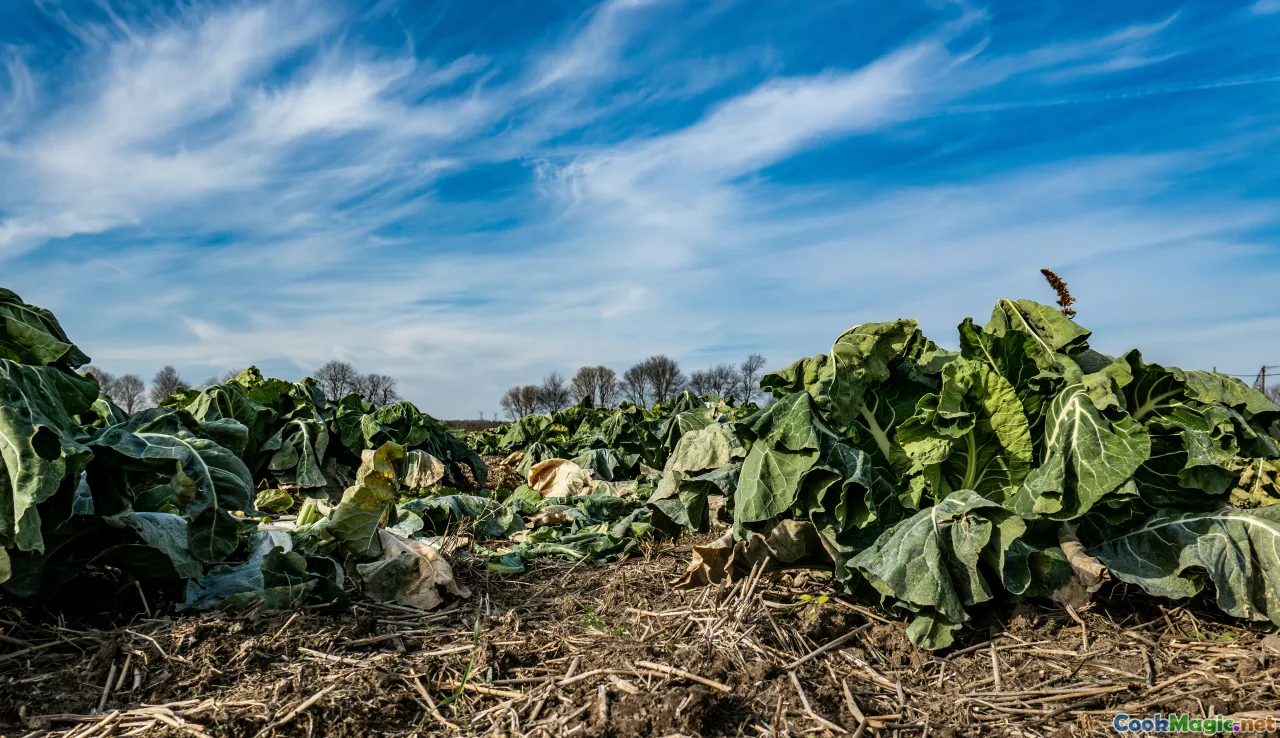 sustainable farming, local ingredients, Danish farms, eco-conscious