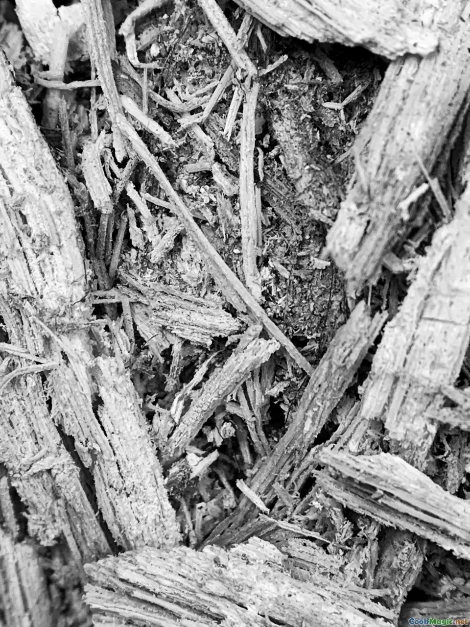 teff grain, field, brown teff, ivory teff