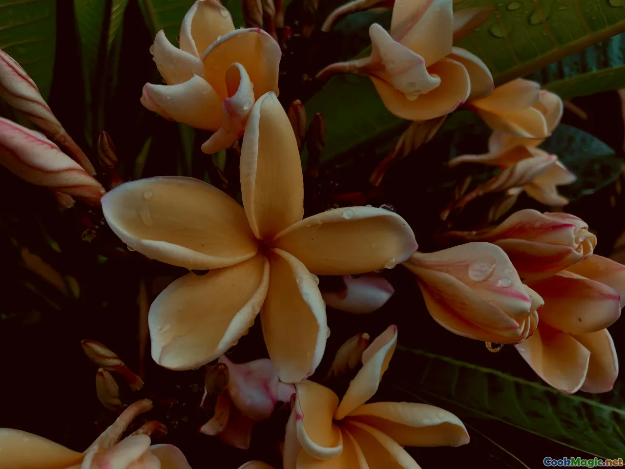 Coffee and Kakala The Flavors of Tonga