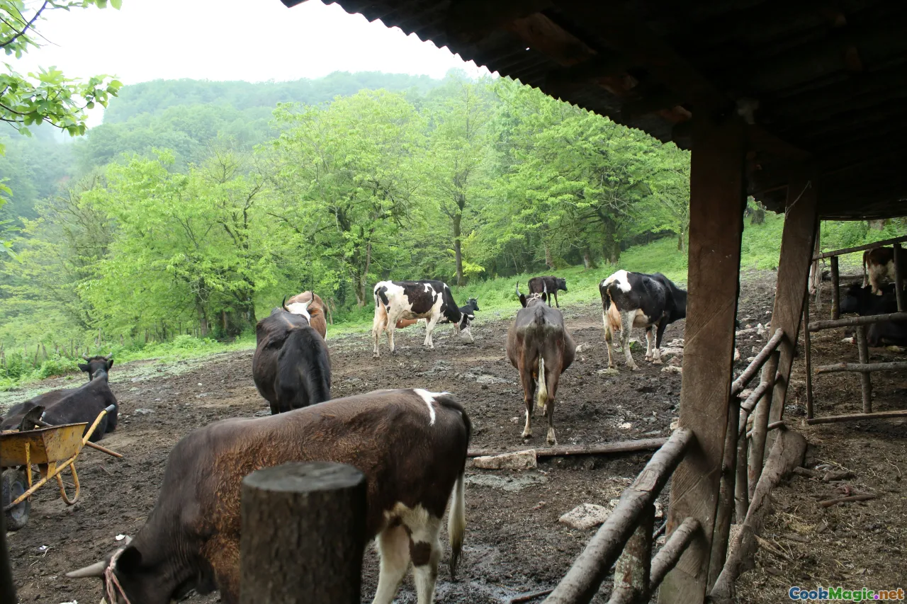 traditional Kosovar dairy, Albanian mountain dairy, rural dairy farm