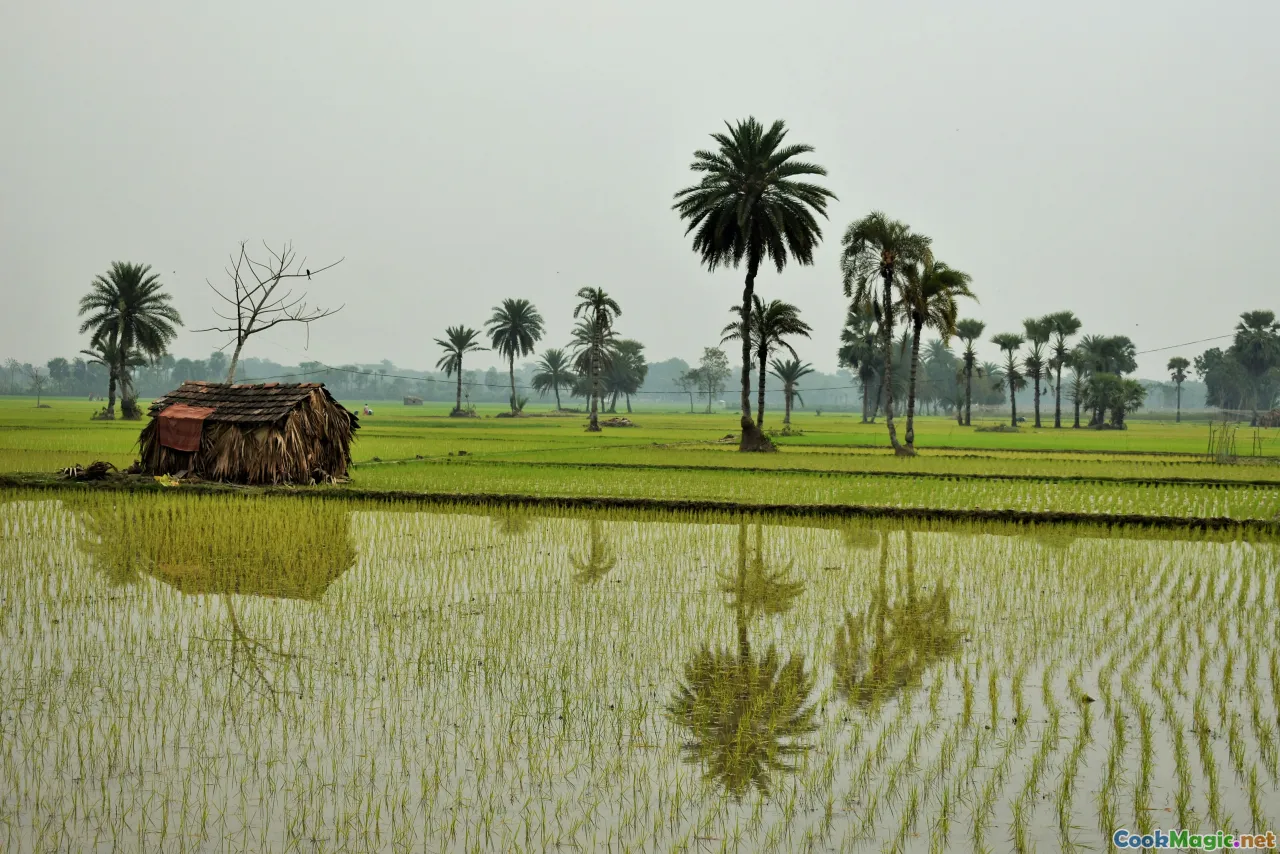 traditional rice fields, Bangladesh rural landscape