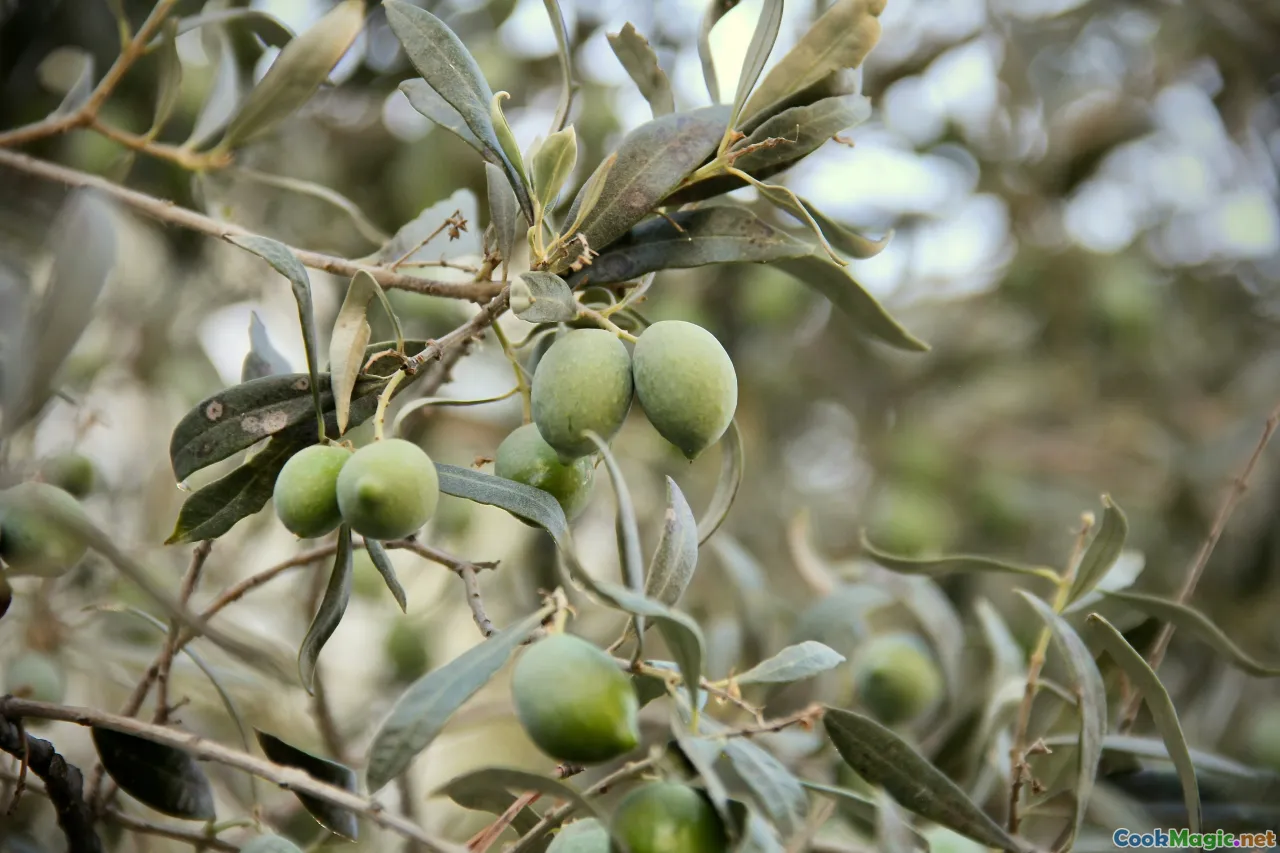 Tunisian olive harvest, traditional olive pressing, olive oil extraction