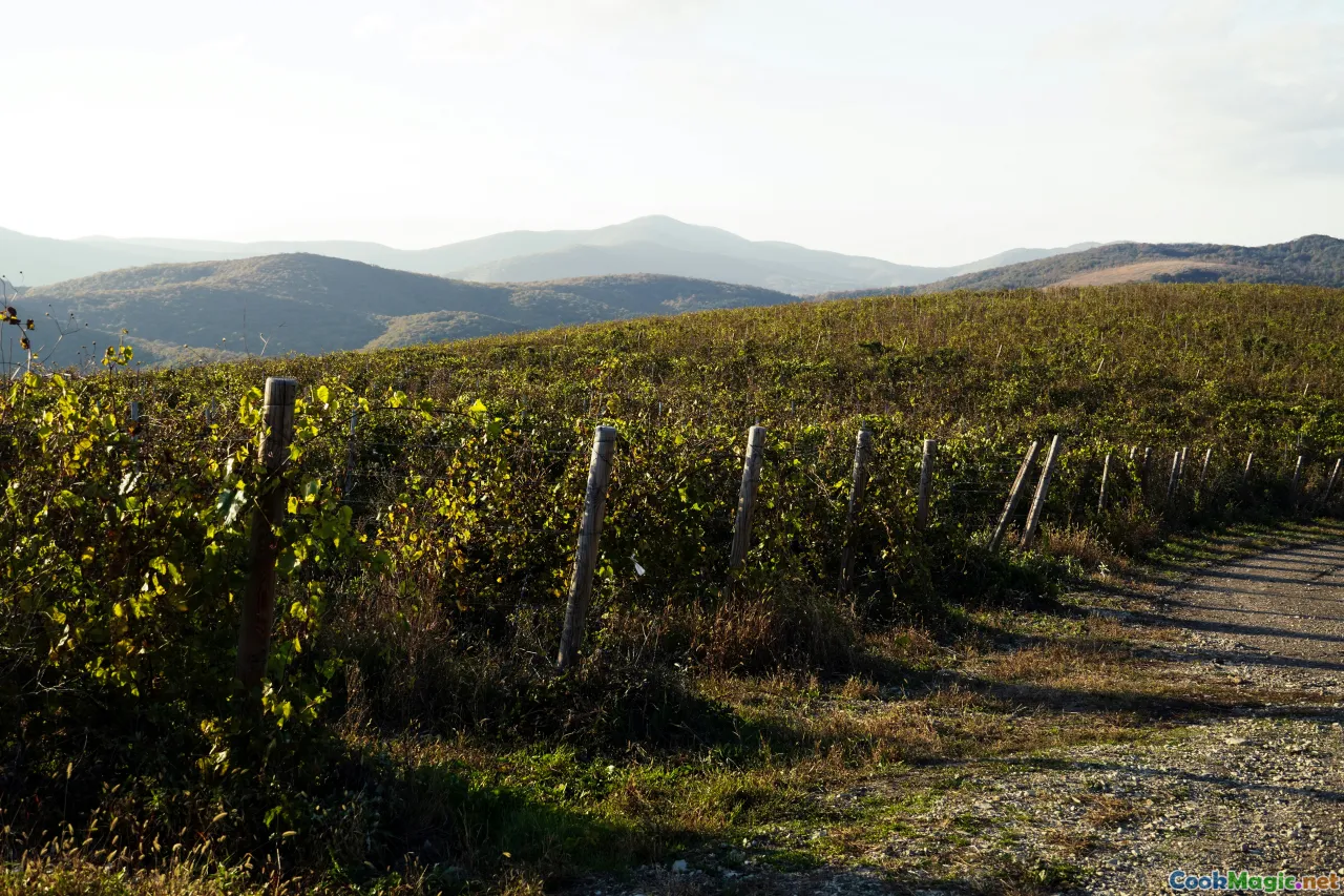 vranac, vineyard, wine, crmnica