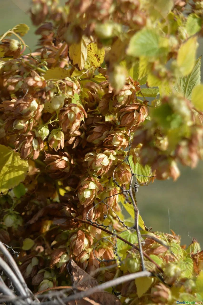 walnut sujuk, grape must, harvest, drying