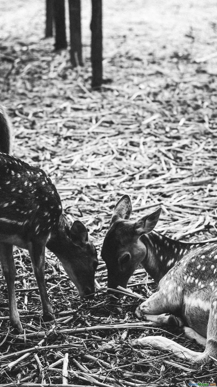Wild Game in New Caledonia Spotlight on Deer and Pig