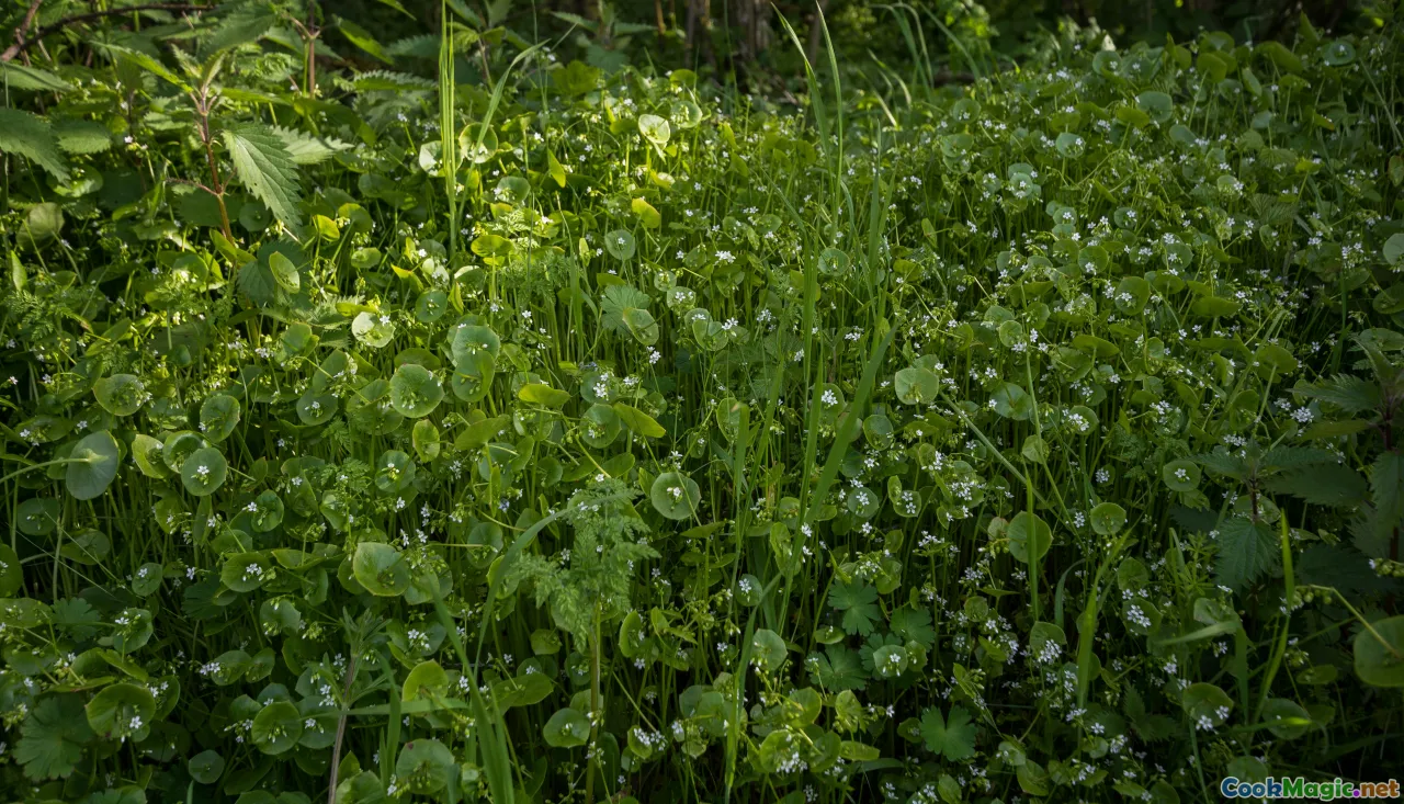 wild greens, foraging, spring herbs, Danish flora