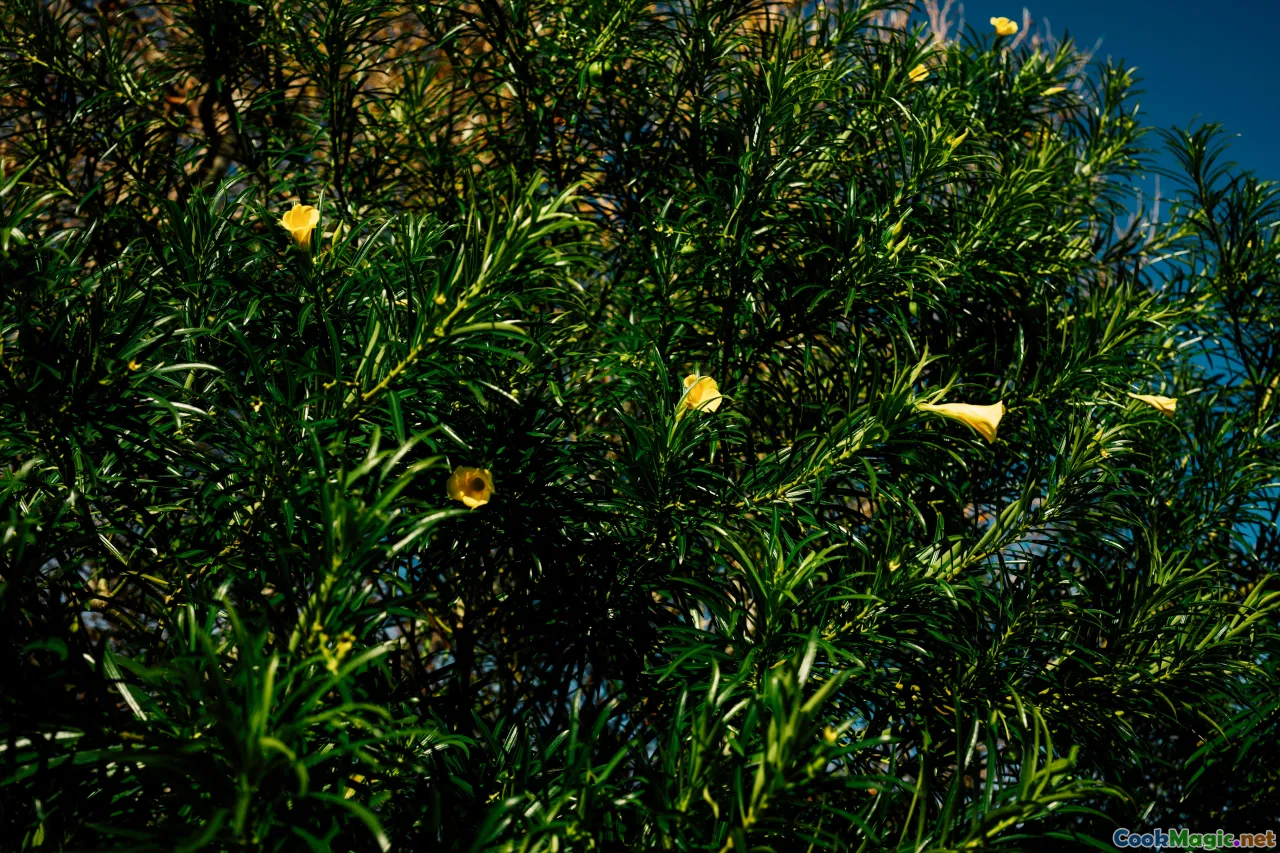 wild greens, spring herbs, Cypriot tables, citrus fruits