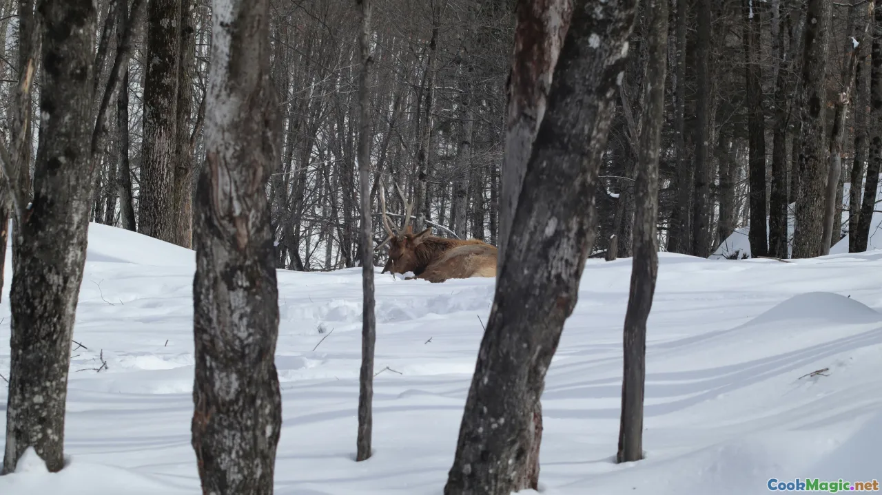 wild pig, velvet deer, hunting scene