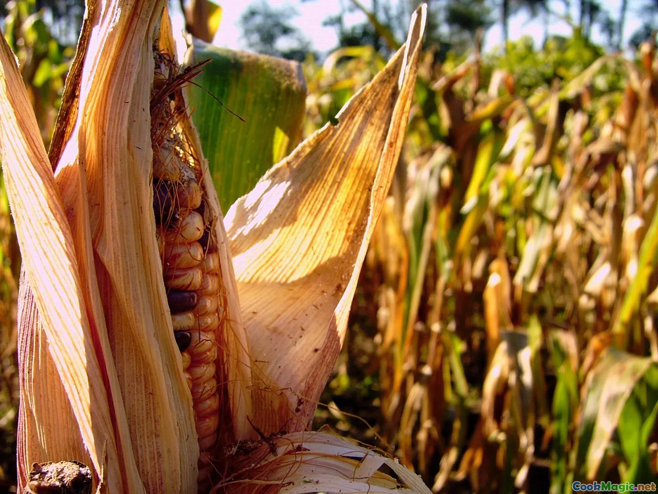 ancient maize, Mayan art, agricultural terraces