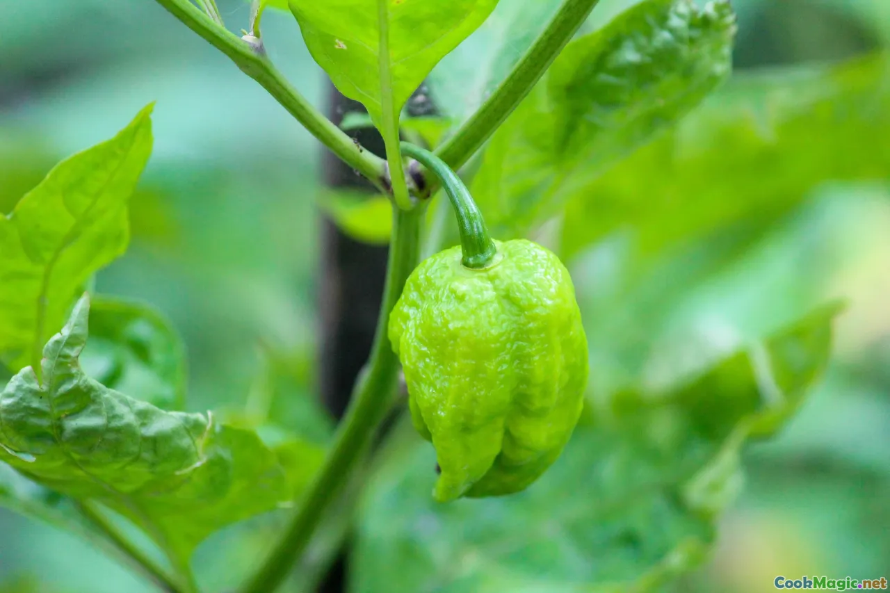bhut jolokia, bamboo shoot, Naga chutney, timbur