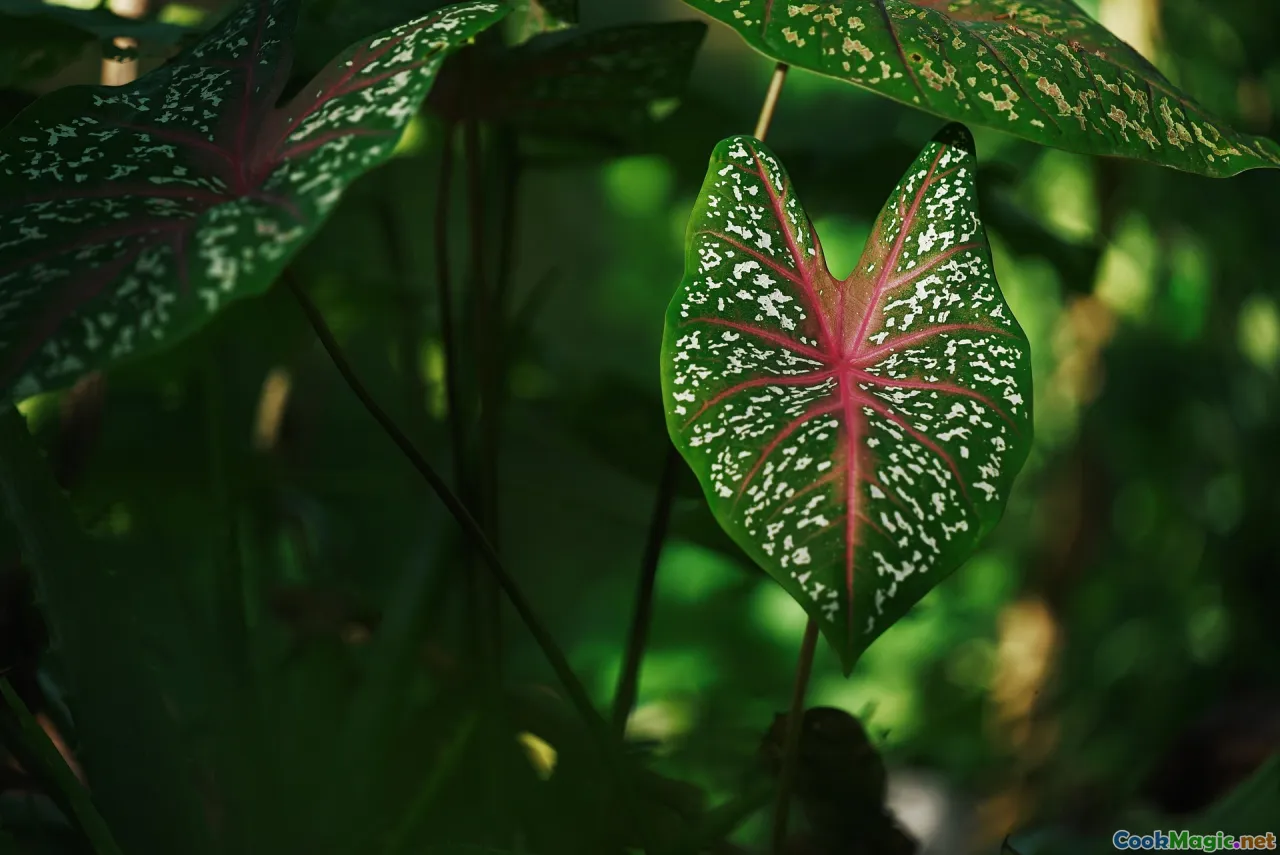 breadfruit, taro, comparison, island staples