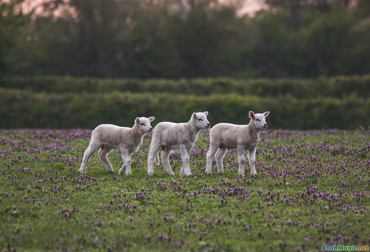 calendar, lambing, seasons, pasture