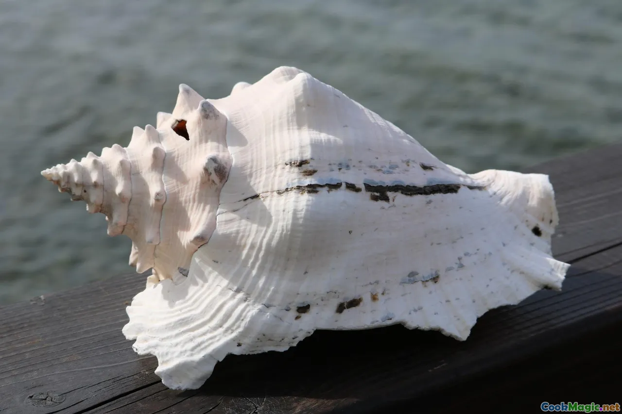 callaloo, lambi, conch, coconut milk