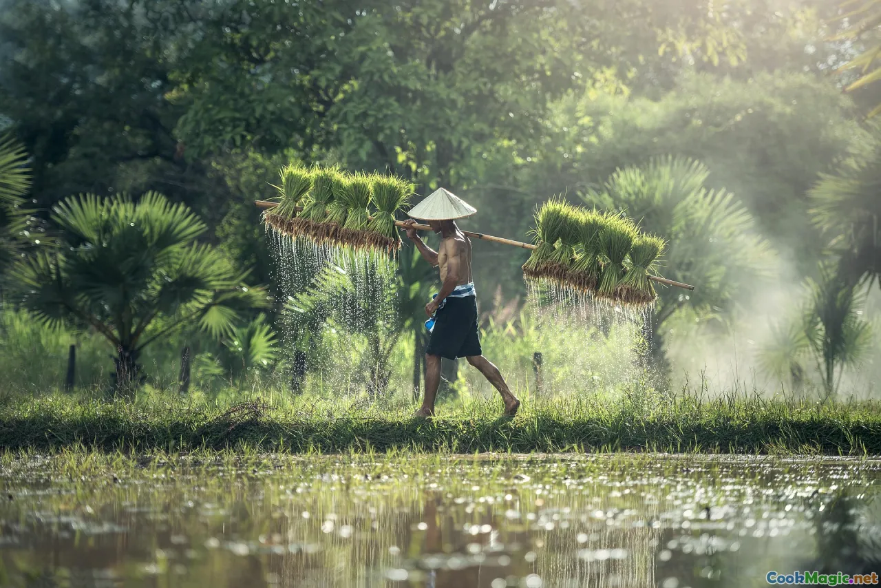 canoe, wild rice harvest, lake at dawn, parching rice
