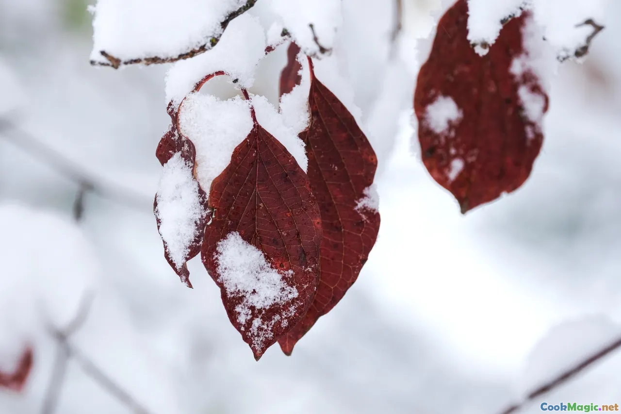 collard greens, winter garden, frost, close-up leaves