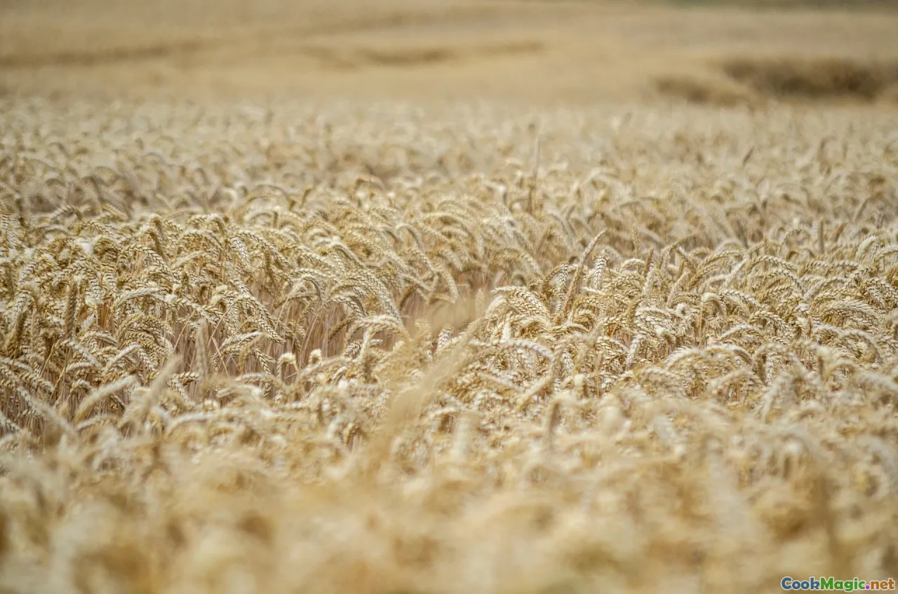corn field, bean vines, squash blossoms, garden