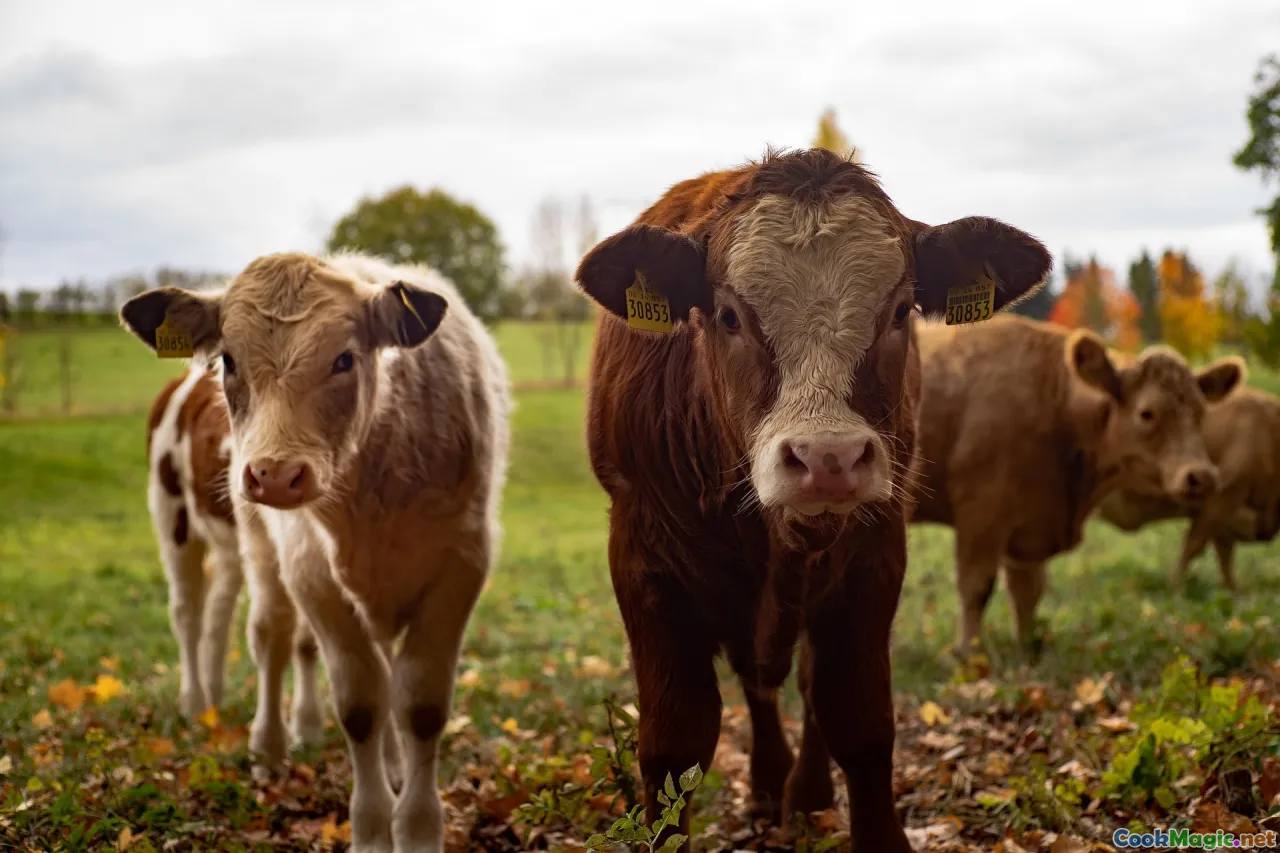Danish countryside, dairy farm, butter production, Scandinavian landscape