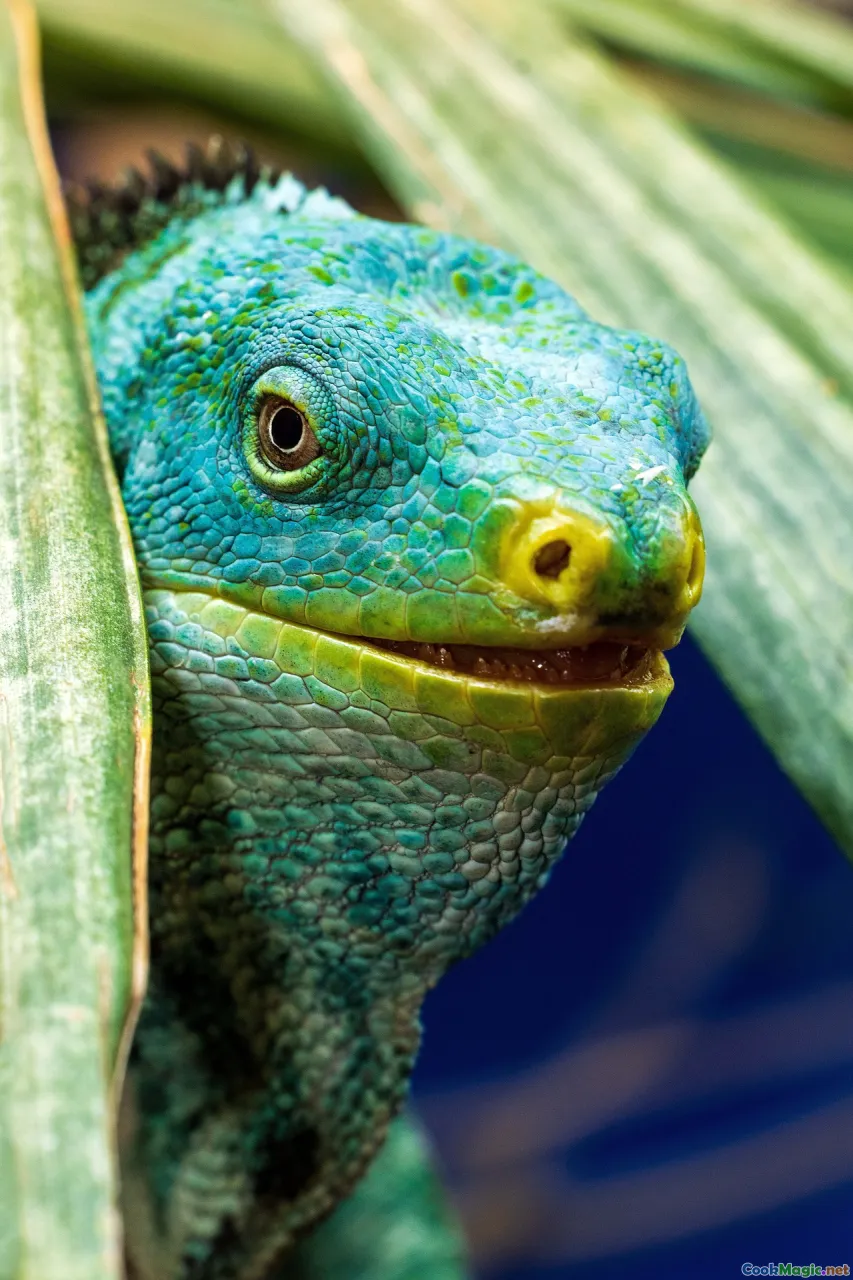 Fijian taro field, traditional Fijian gathering, indigenous Fijian culture