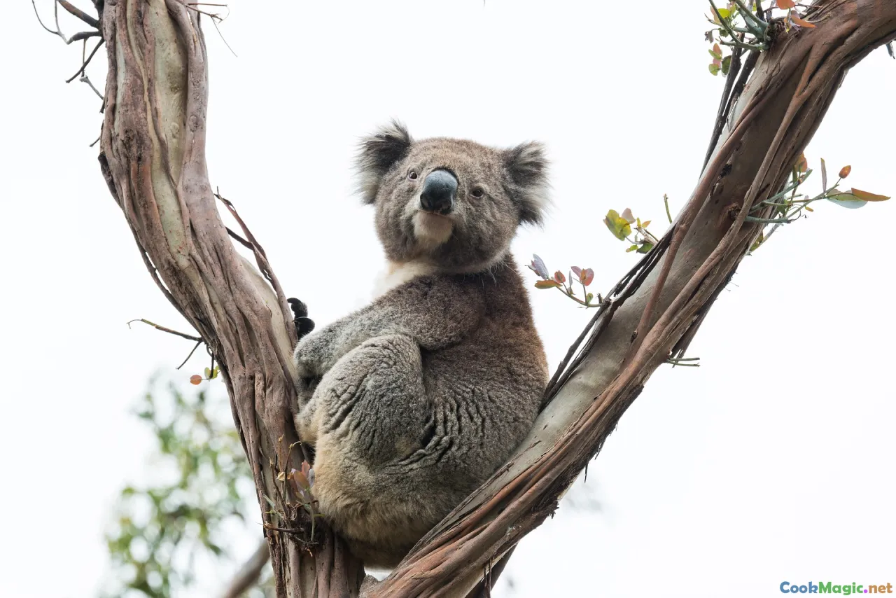 foraging, wild harvesting, native plants