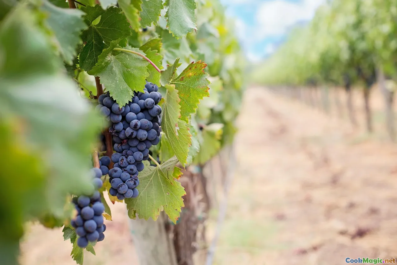 Georgian vineyard, traditional qvevri installation, lush grapevines