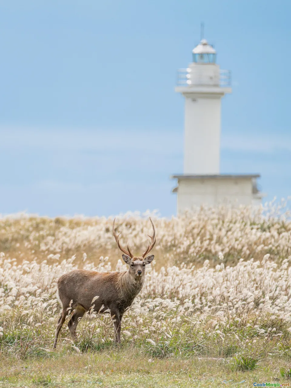 guanaco herd, red deer, wild boar, rhea feathers