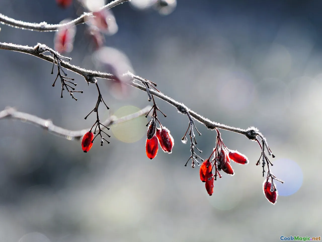 guanaco silhouette, conservation sign, hunting season, respectful dining