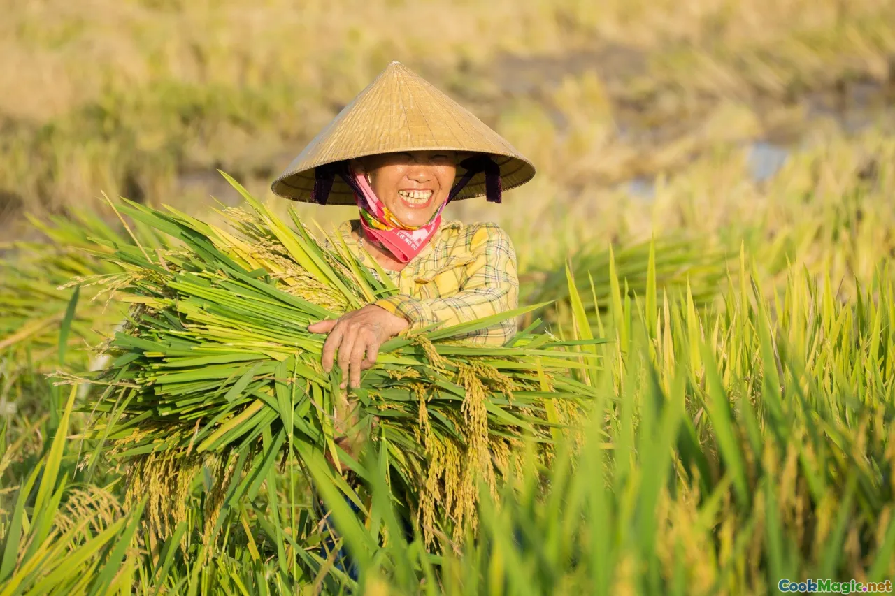 heirloom rice grains, rice fields, traditional rice varieties