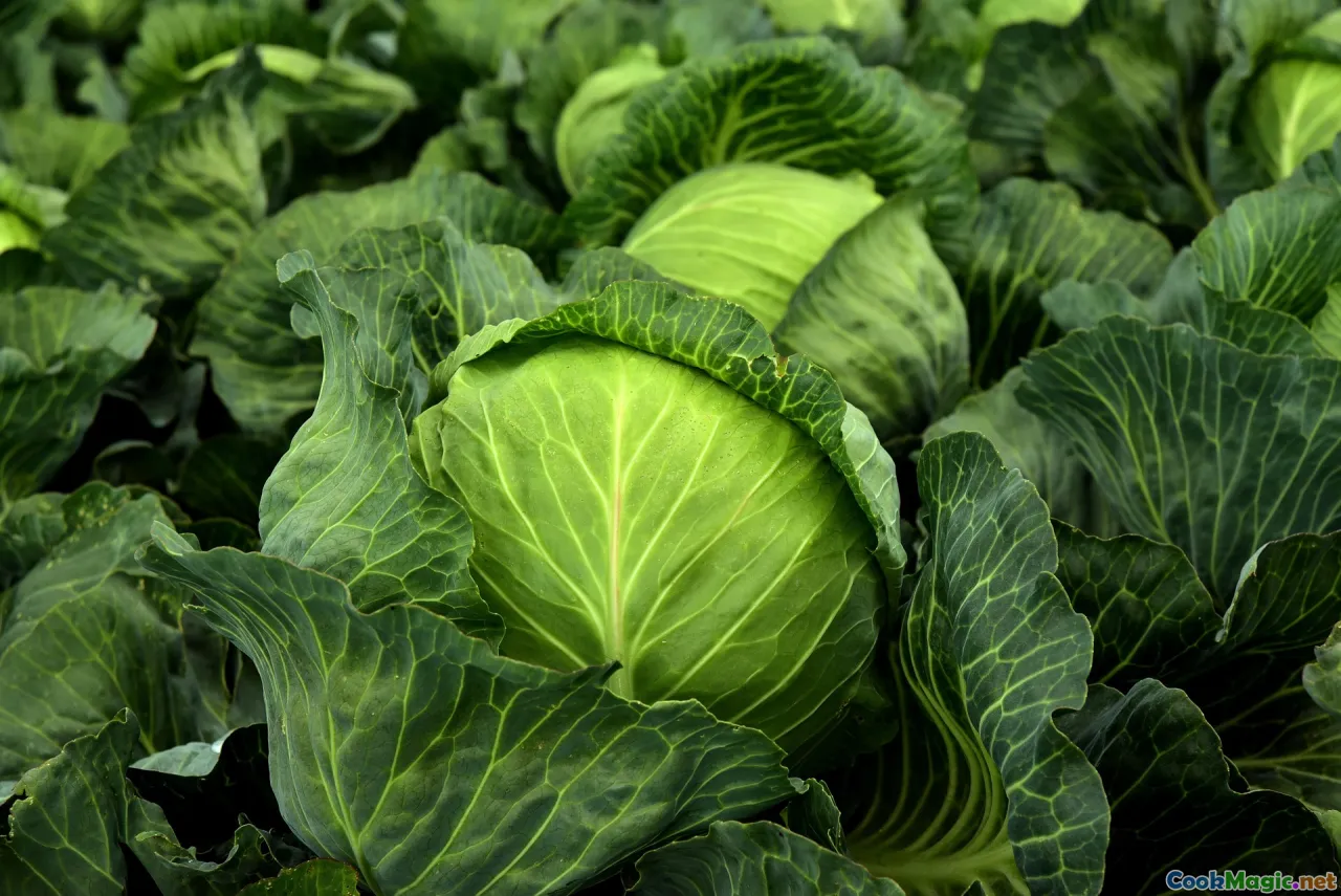 historical Czech food, traditional kraut, fermenting cabbage
