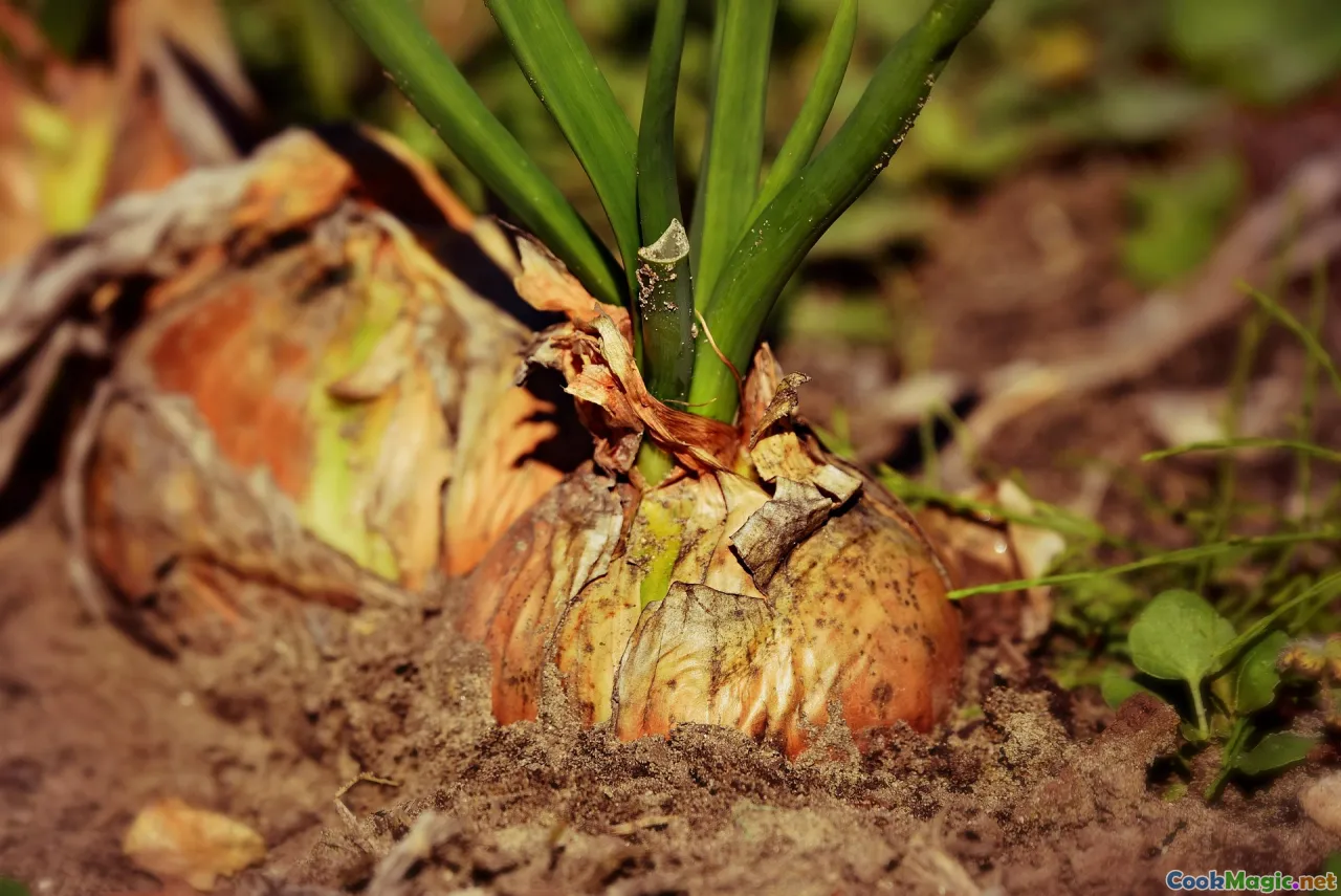 indigenous roots, Caribbean history, traditional farming