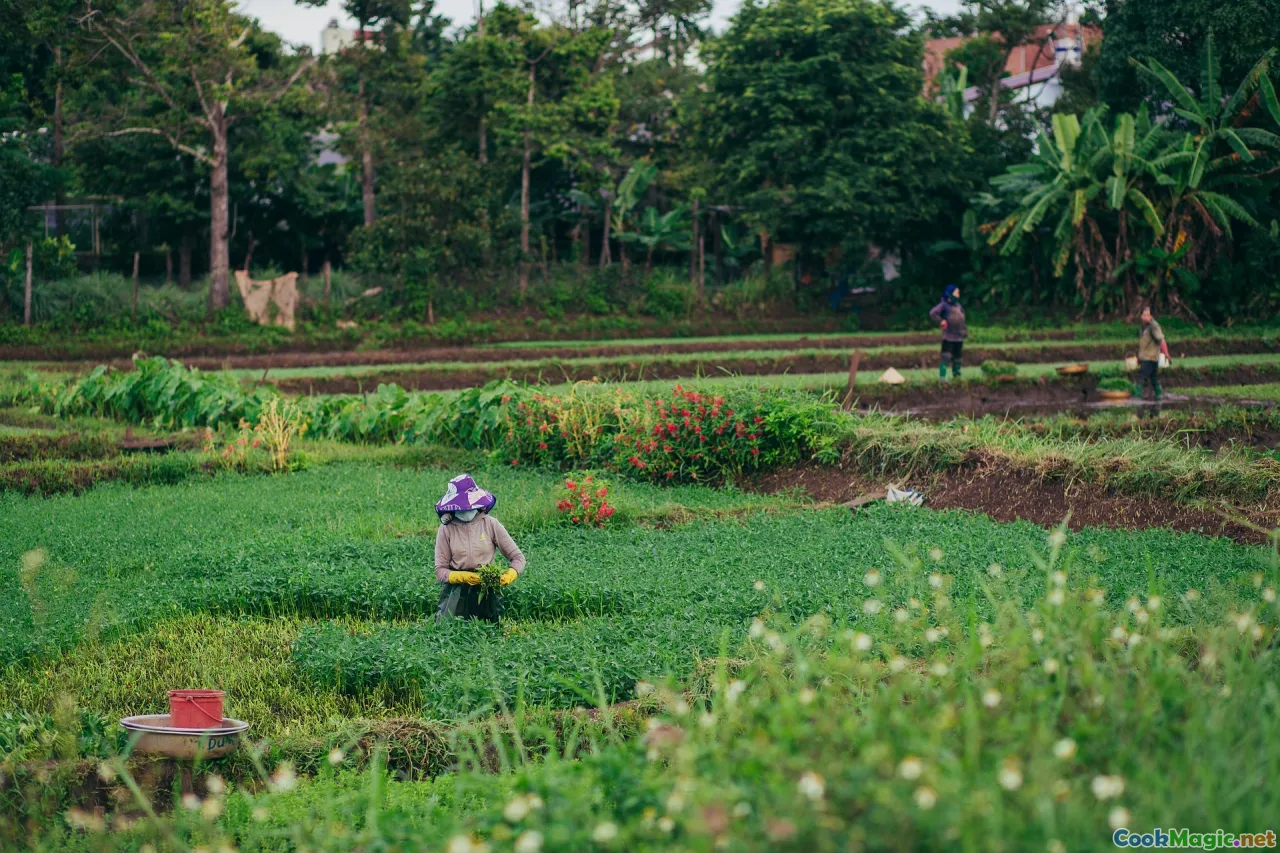 Latvian village, traditional kitchen, grey peas, rural Latvia