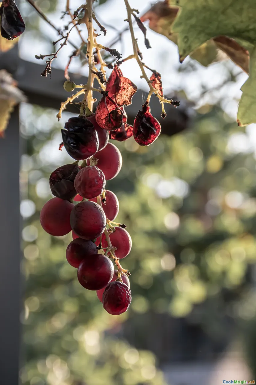 leftovers, croquetas, ropa vieja, canelones