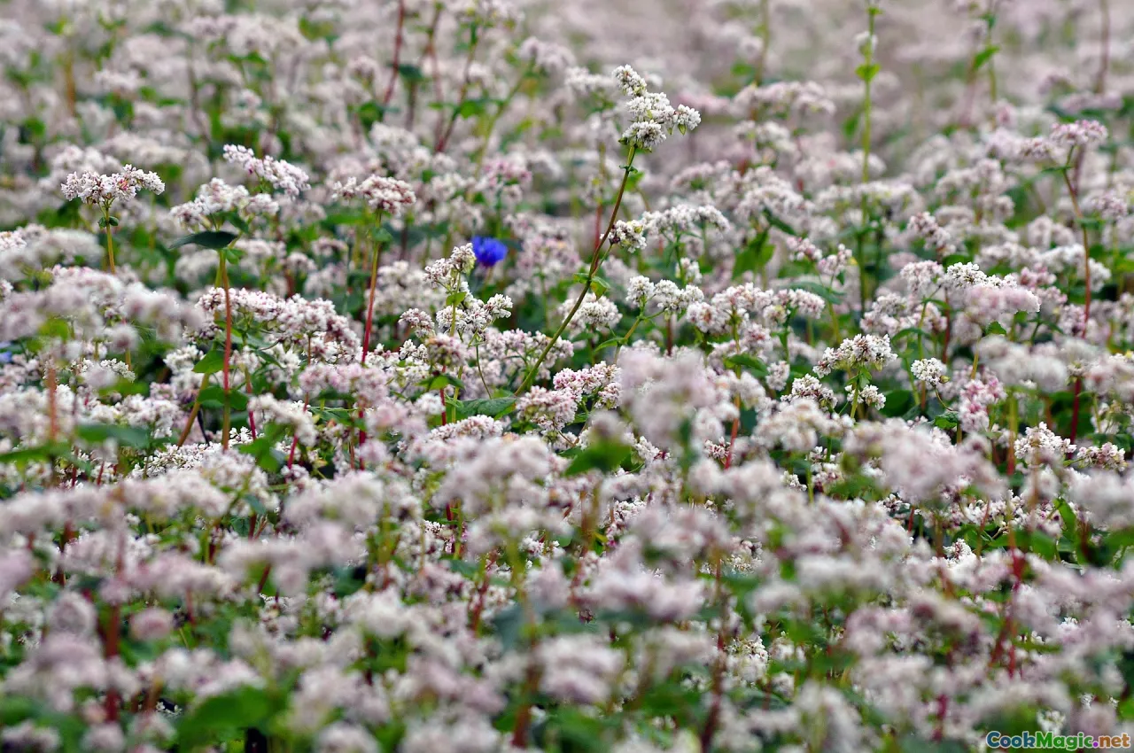 Lithuanian cold beet soup with buckwheat, Latvian honey cake, Estonian buckwheat pancakes