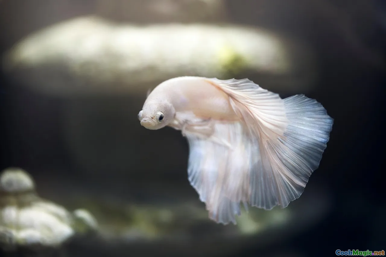 How to Cook Makayabu Salted Fish Perfection