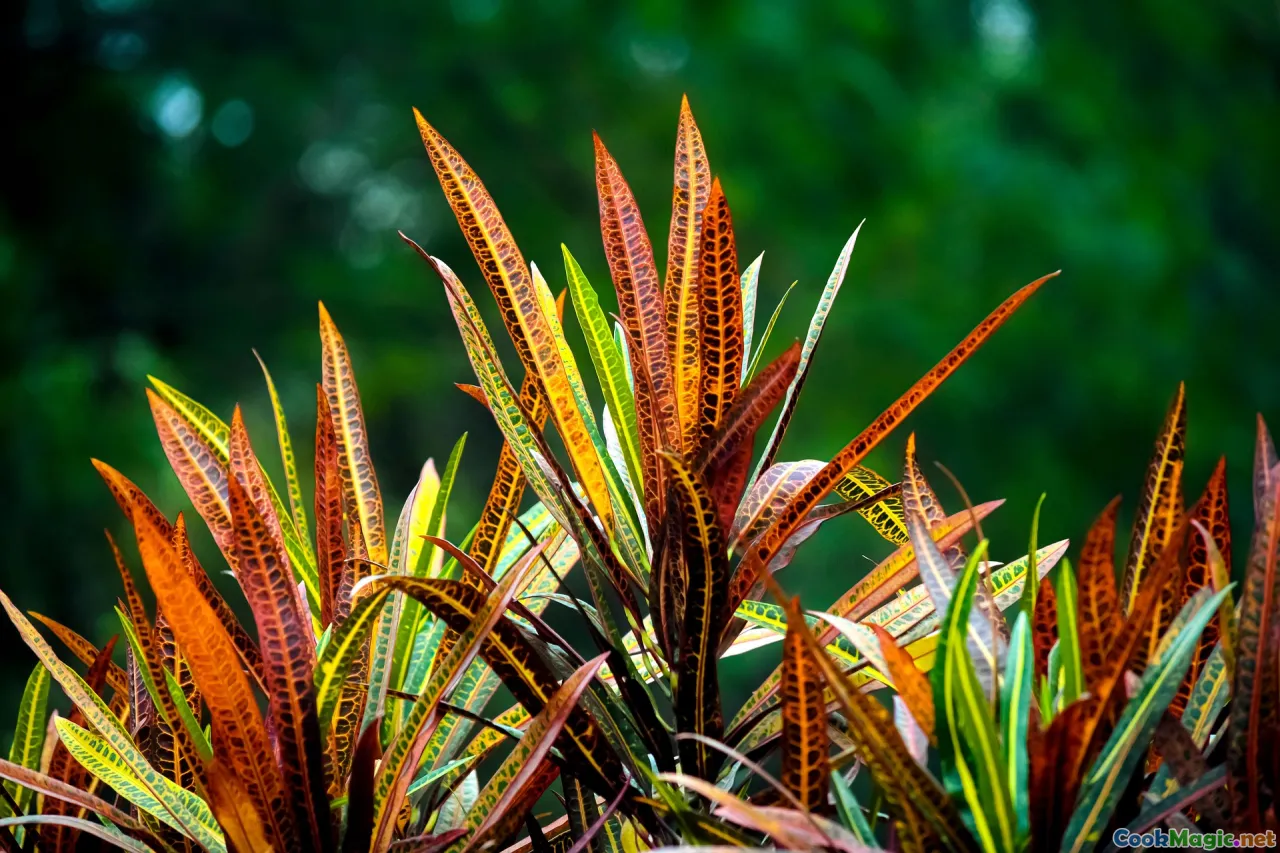 mango, guava, plantain, coconut
