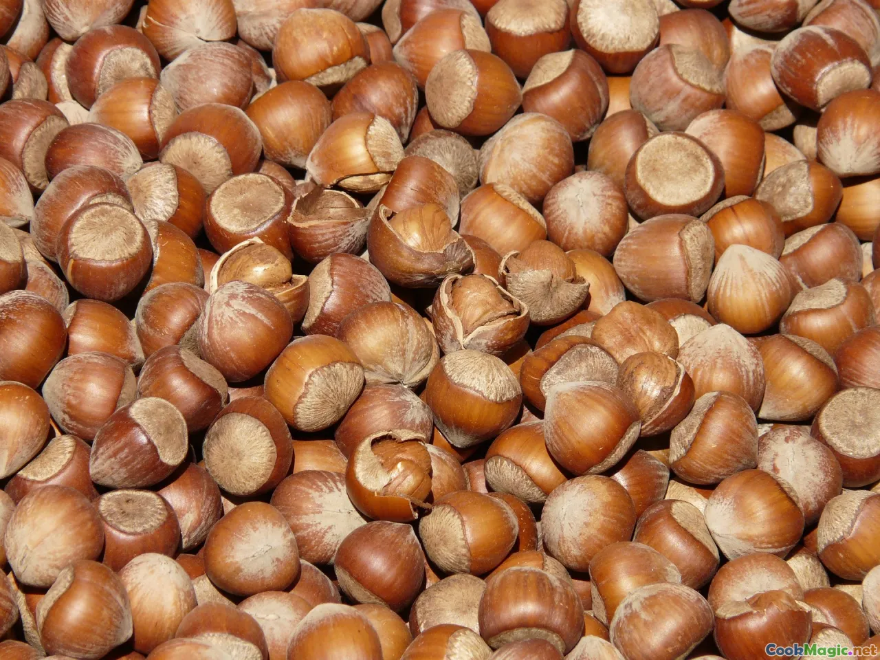 multicultural, plant-based, culinary diversity, heritage, global cuisine