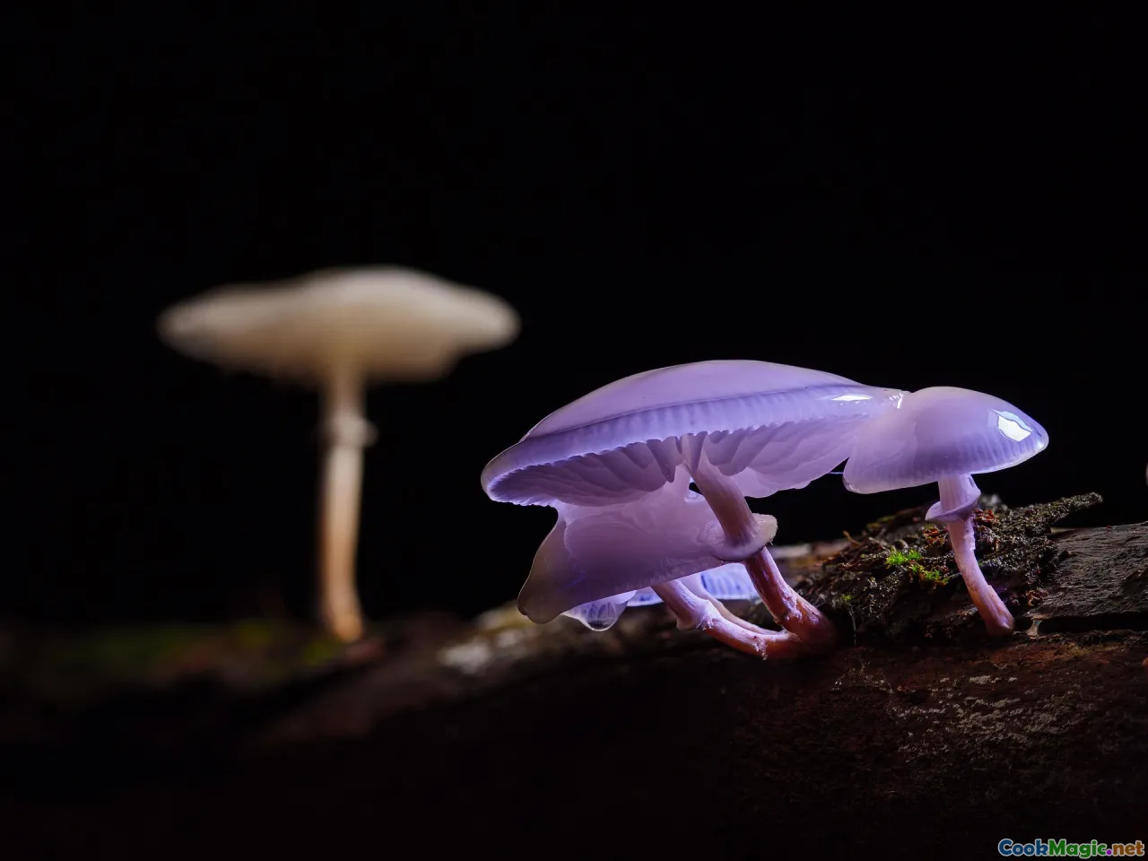 mushroom carving, shiitake, oyster mushrooms