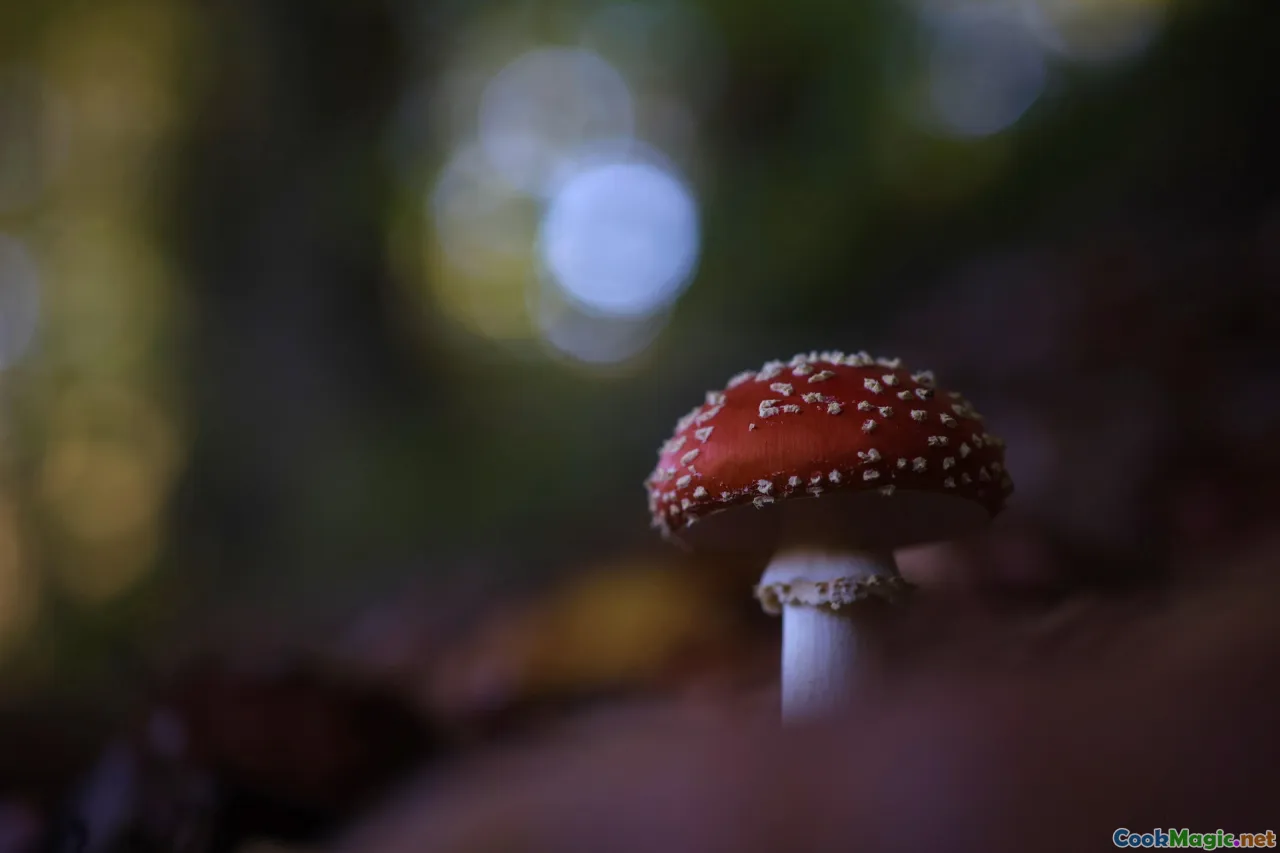 mushroom hunting, forest tranquility, nature reflection