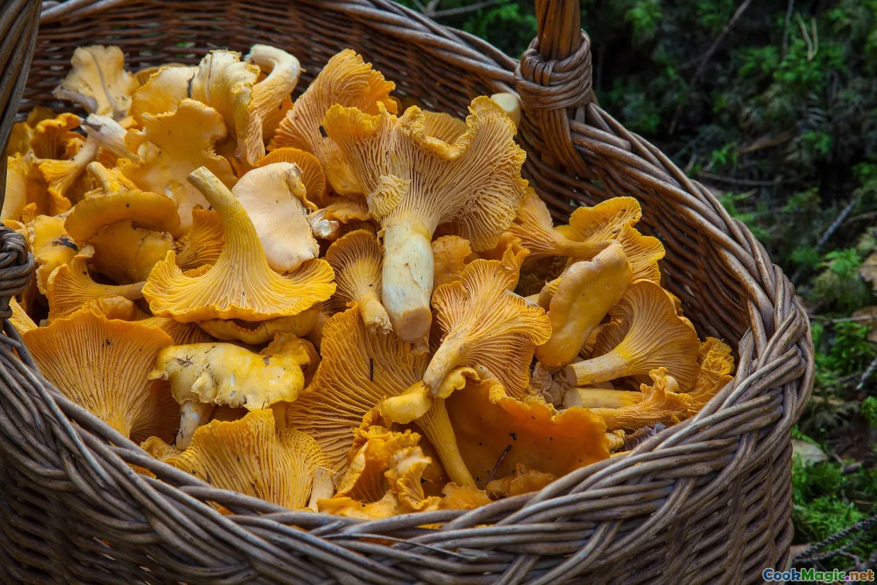 mushroom pickers, forest paths, traditional cooking, autumn woods, community harvest