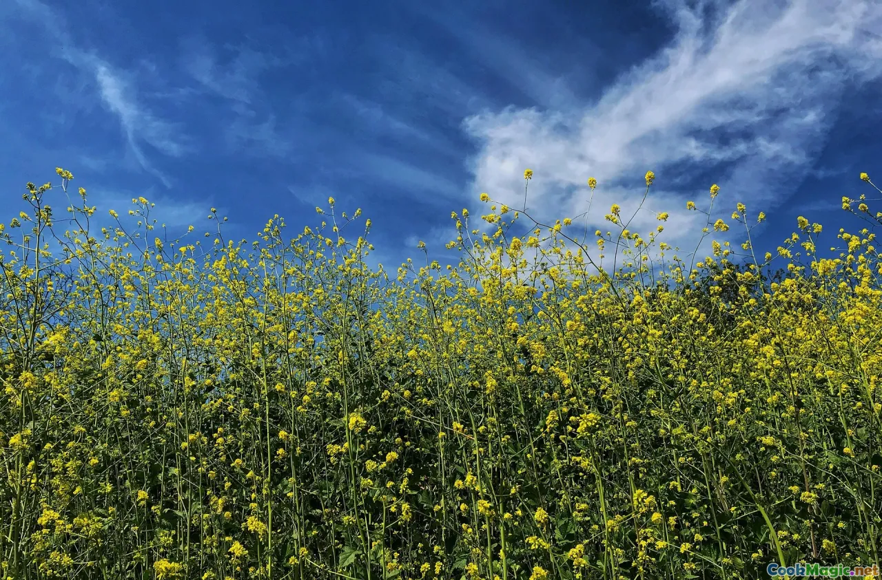 mustardSeeds, artisanal mustard, mustard tasting