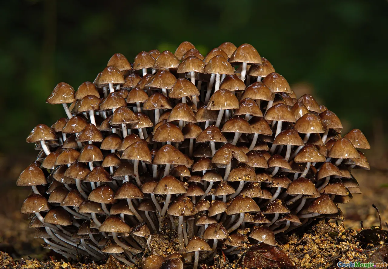 mycology, mushroom identification, forest habitat